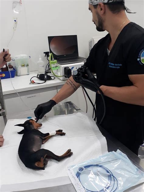 clínica veterinária em betim